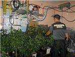La Guardia Civil desmantela un laboratorio de marihuana en Cullera