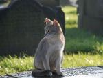 Toldo, la entraable historia de un gato que visita la tumba de su amo