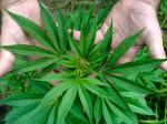 La Guardia Civil localiza dos laboratorios clandestinos de marihuana en lAlcdia