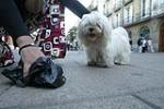 Benifaió impulsa una campaña para evitar los excrementos de perros en la vía pública