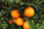Roban naranjas en Carcaixent y Sueca