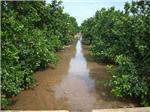 La falta de lluvia obliga a los agricultores de la Ribera a regar como si fuera verano