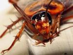 Tratamientos para controlar la plaga de cucarachas americanas en Almussafes