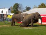 El Partido Popular bloquea la mocin para que Carcaixent deje de permitir animales en circos