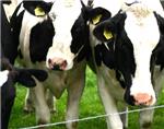 El gas metano de las flatulencias de 90 vacas provoca un incendio en una granja alemana
