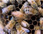 LA UNI reclama un etiquetado correcto que cite el origen de la miel para evitar fraudes