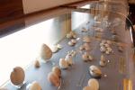 Alginet se quedar colecciones de moluscos del Museo de Historia Natural de Valencia