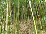 Una empresa de Alzira introduce en Europa el cultivo del bambú para producir biomasa