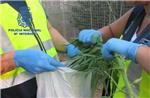 Desmantelan una plantacin de marihuana en un chalet de Benifai y detienen a tres personas