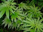 El olor a marihuana destapa una plantacin en Carcaixent