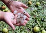 Las tormentas de granizo en la Ribera provocar la prdida de miles de jornales