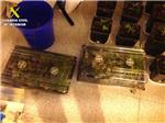 La Guardia Civil desmantela un laboratorio clandestino para el cultivo ilegal de marihuana en Alberic