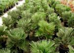 Los campos de palmeras de la Ribera sufren la paralización del mercado interior