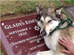 Un perro llora sobre la tumba de su duea