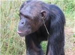 Por qu se ponen pendiente estos chimpancs?