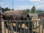 El PP-PSD rechazan la mocin para que Carcaixent deje de permitir animales en los circos