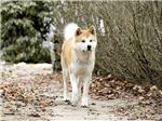 La historia del perro fiel Hachiko se repite en la ciudad rusa de Perm