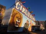 Defensors dels animals intenten que a Alzira es prohibisquen els circs amb animals