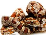 Averiguan por qué las serpientes despiertan un miedo ancestral