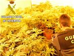 Desmanteladas 7 plantaciones de marihuana ubicadas en Carlet, Sumacárcer y Alberic