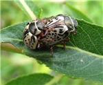 El abandono del sexo por parte de algunos escarabajos procede de la hibridación entre especies