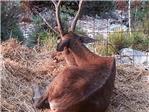 Foto - Denuncia de Alzira | Los ciervos de La Casella no tienen muy buen aspecto