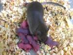 Una ratona tiene cras con vulos creados a partir de clulas madre