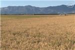 La sega de l'arròs comença amb un retard de dues setmanes en Cullera