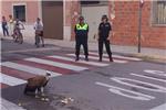 La Polica Local de Villanueva de Castelln recupera un buitre en las calles de la localidad