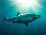 Tiburones: diez curiosidades sobre el animal ms temido