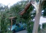 Han sido numerosos los daños ocasionados esta tarde en Alzira por fuertes rachas de viento
