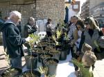 L'Ajuntament d'Almussafes repartir 800 arbres en el Dia de l'Arbre