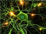 Descubren las bases de una nueva sealizacin en la sinapsis neuronal