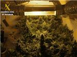 La Guardia Civil desmantela un laboratorio clandestino de marihuana en Sueca