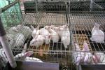 Un granjero sufre 61 robos en su criadero de conejos de Montroi en 7 aos