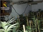 La Guardia Civil desmantela 9 laboratorios dedicados al cultivo ilegal de marihuana en Carlet
