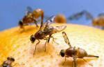 Ha dado inicio en Alzira la campaña contra la mosca de la fruta en las variedades tempranas