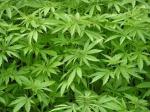 Desmantelado un punto de venta de marihuana en Alberic