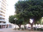 Los estorninos, un problema para los vecinos de la Plaza Mayor de Alzira y para aquellos que la disfrutan