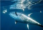 Los buzos devuelven al mar un atún de 300 kilos aparecido en Cullera