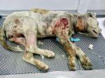 El Observatorio Justicia y Defensa Animal pide a la Fiscalía la apertura de una investigación por el caso de la perra Xena utilizada como sparring en Alzira