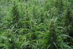 La Guardia Civil desmantela una plantacin ilegal de marihuana en Carlet