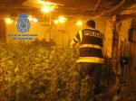 La Policía Nacional desmantela una plantación de marihuana oculta en una nave industrial de Alzira