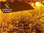La Guardia Civil incauta cerca de 400 plantas de marihuana en Monserrat