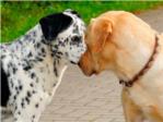 Alberic sanciona als propietaris de gossos que no arrepleguen els excrements