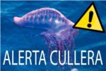 Alerta en Cullera per la localitzaci de la perillosa 'Carabela Portuguesa' en la platja de l'Escollera