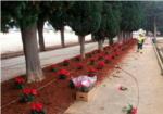 Almussafes renova la jardineria dels accessos al Cementeri Municipal amb flors de Pasqua