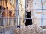Alzira colaborar con la asociacin protectora de animales Lacua en el control de las colonias felinas