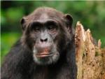 Anlisis genticos revelan que chimpancs y bonobos se cruzaron hace miles de aos