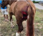 Atropella en Algemesí un carro i deixa greument ferits a un dels dos cavalls i al conductor